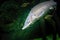 Beluga Sturgeon Huso huso is the biggest freshwater fish in the world. Mystical king fish in the dusk of the underwater world.