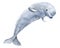 Beluga toothed whale from the family of narwhal. Watercolor illustration. I