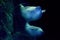 Beluga underwater close up portrait looking at you