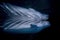 Beluga underwater close up portrait looking at you