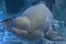 Beluga underwater close up portrait looking at you