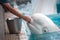 Beluga Whale and Trainer at Marineland Canada