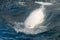 Beluga whale white dolphin portrait