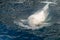 Beluga whale white dolphin portrait