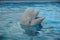 Beluga Whale (White Whale)