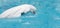 Beluga whale (white whale) in water