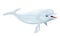 Beluga or white whale is Arctic and sub-Arctic cetacean. Sea canary, melonhead.