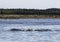 Belugas frolic at Cape Beluzhy on the Solovetsky Islands, the White sea,