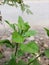 Beluntas leaf plant seedlings with various herbal benefits