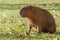 Bem Te Vi bird in front of a capybara which is sitting on the grass.