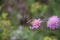 Bembex rostratus sand wasp on purple flower. Close-up photo