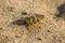 Bembix rostrata, sand wasp on a sand