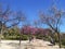 BenalmÃ¡dena, Spain - People stroll through the cherry tree lined pathway in Parque de la Paloma