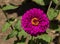 Benary\'s giant purple zinnia flower