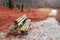 Bench on autum in park