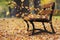 Bench in autumn park