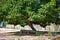 Bench beneath green tree