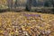 Bench covered in fallen leaves