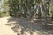 Bench in eucalyptus park