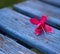 bench flowers pink