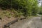 Bench in the forest