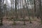 Bench in the forest. Berlin forest with magnificent vegetation in winter. Berlin, Germany