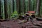 Bench at the Forest Trail