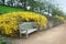 Bench with Forsythia Blooming