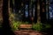 Bench for hikers in a redwood forest at dawn