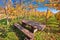 Bench in idyllic autumn vineyards trellis