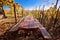 Bench in idyllic autumn vineyards trellis