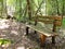 Bench in indigenous forest of Tsitsikamma National Park, South Africa