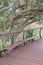 Bench on the Kirstenbosch Tree Canopy Walkway