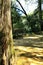 Bench in a Leafy and green garden in Sintra