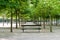 Bench in Luxembourg Gardens