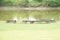 Bench made of round timber on shore of lake, Pohansko, Czech republik