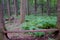 Bench in the Middle of Forest