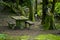 Bench in Mossy Forest