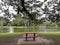 A bench near a lake under a raintree