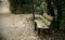 Bench near the path in the woods, romantic scene