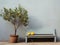 a bench next to a potted lemon tree