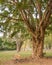 Bench, Paperbark Tree, Jalunbu Park, Port Douglas, QLD, Australia