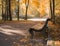 bench park autumn day sunlight tree orange bokeh background