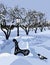 Bench in a park and snowy weather