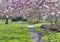 Bench in a park under beautiful magnolia blossoming