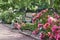 Bench and Path at Merrick Rose Garden