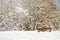 Bench in a picnic field covered with snow