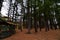 A bench among the pines at irvine Park chippewa falls wisconsin