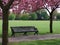 Bench with pink flowering trees