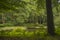 Bench, pond and hut in forrest - calm atmosphere